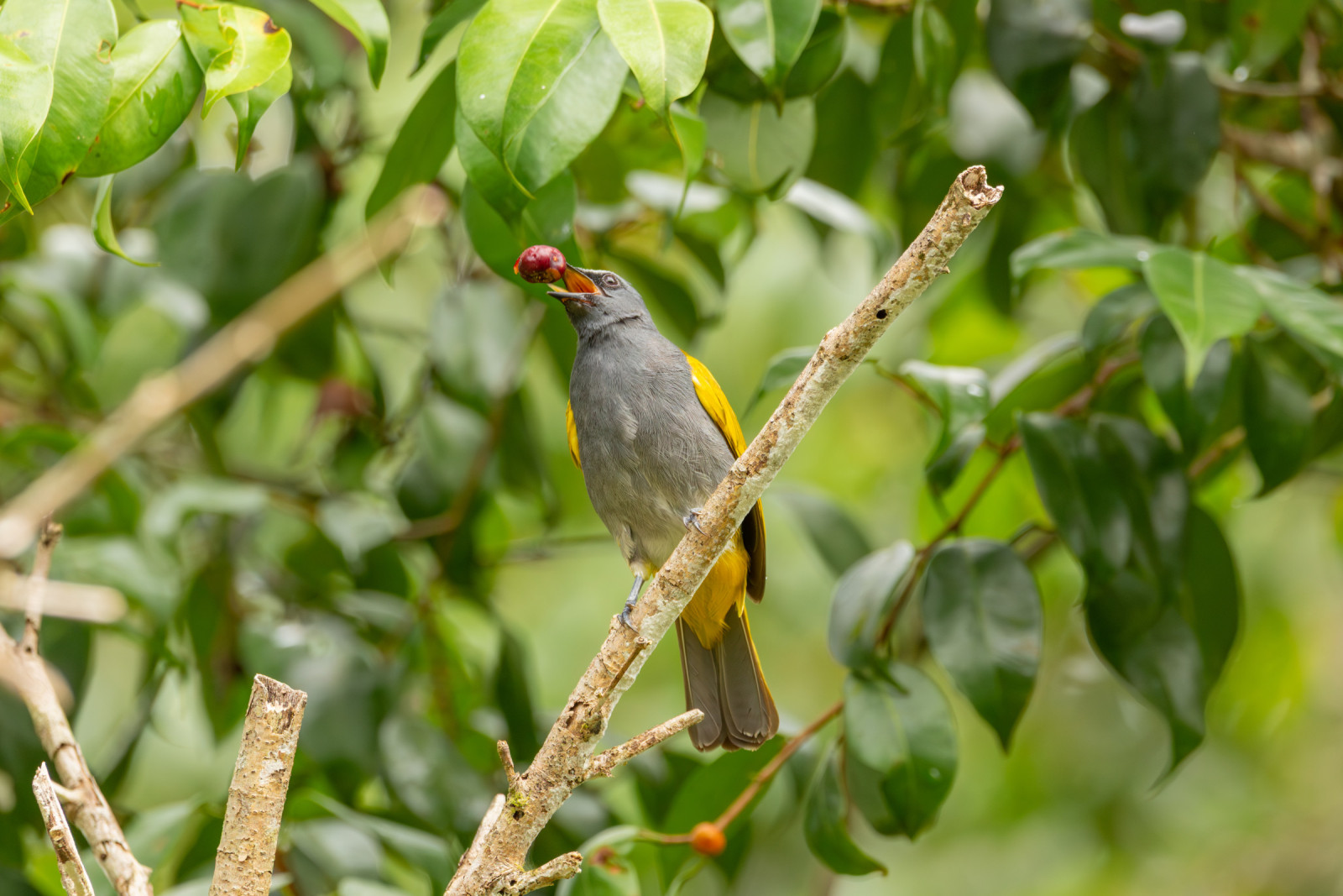 image Grey-bellied Bulbul